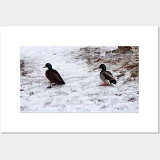 Ducks On The Winter Snow Posters and Art